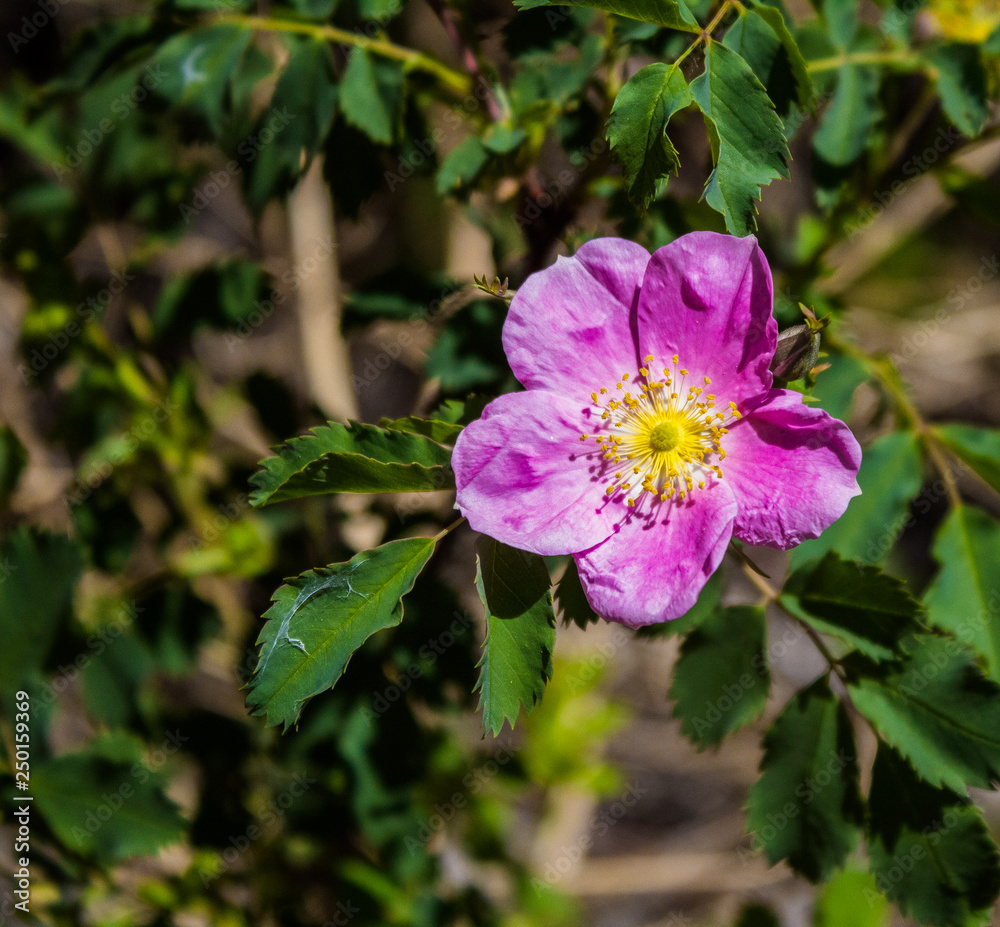 Wild Rose Wild Rose