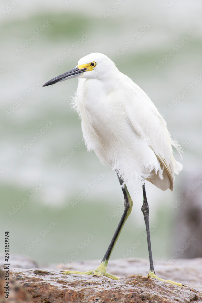 Snowy egret perched on a rocks sea, port aransas texas Snowy egret perched on a rocks sea, port aransas texas
