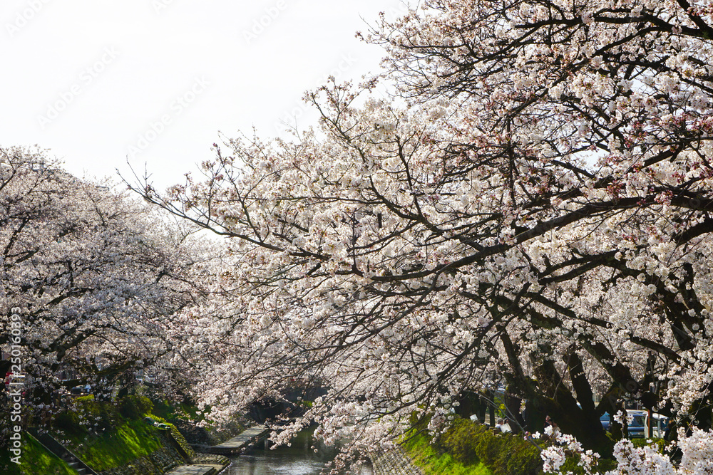 Cherry blossoms along Matsukawa in Toyama prefecture. 富山県松川沿いの桜 Cherry blossoms along Matsukawa in Toyama prefecture. 富山県松川沿いの桜