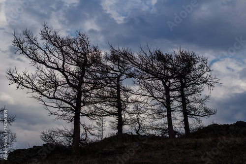 silhouettes of large trees against the sky