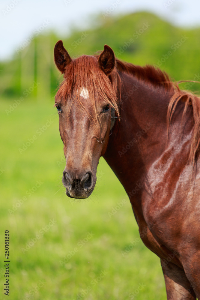 portrait of a horse on a meadow nature portrait of a horse on a meadow nature