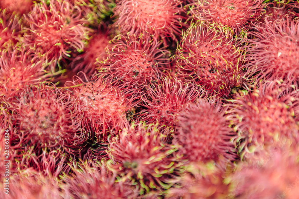 Organic fresh rambutan for sale at the fruit market. Rambutan (Nephelium lappaceum) is a medium-sized tropical tree in the family Sapindaceae Organic fresh rambutan for sale at the fruit market. Rambutan (Nephelium lappaceum) is a medium-sized tropical tree in the family Sapindaceae