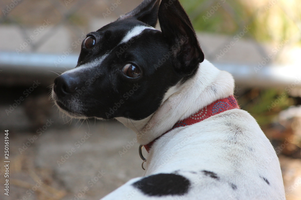 Jack Russell Terrier portrait in backyard Jack Russell Terrier portrait in backyard