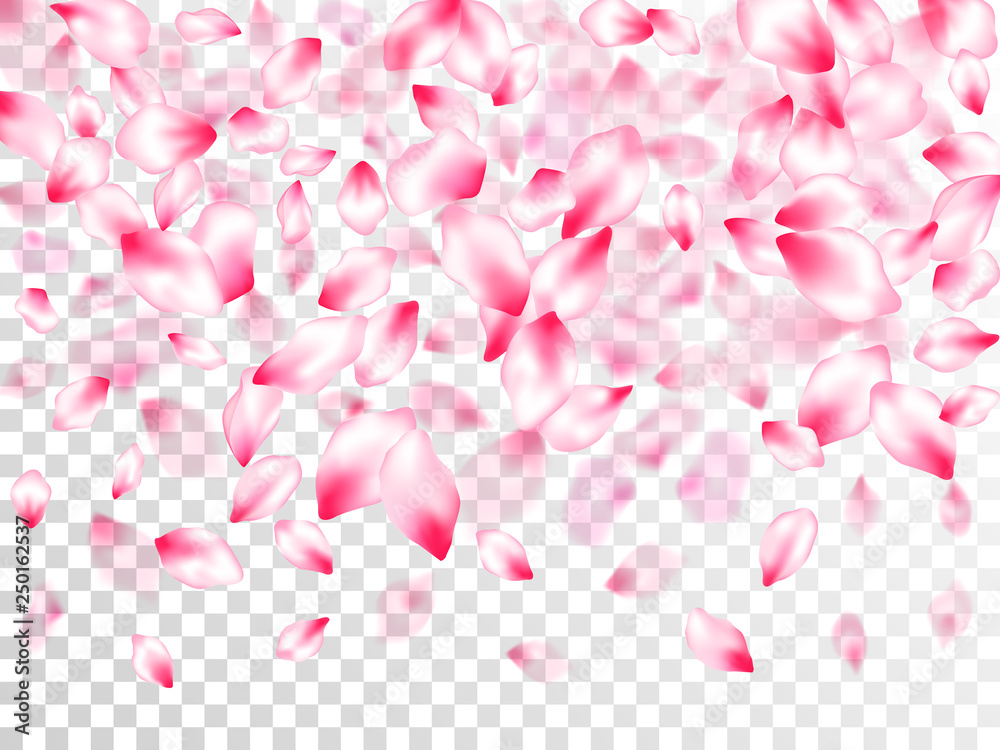 Pink sakura petals confetti flying and falling