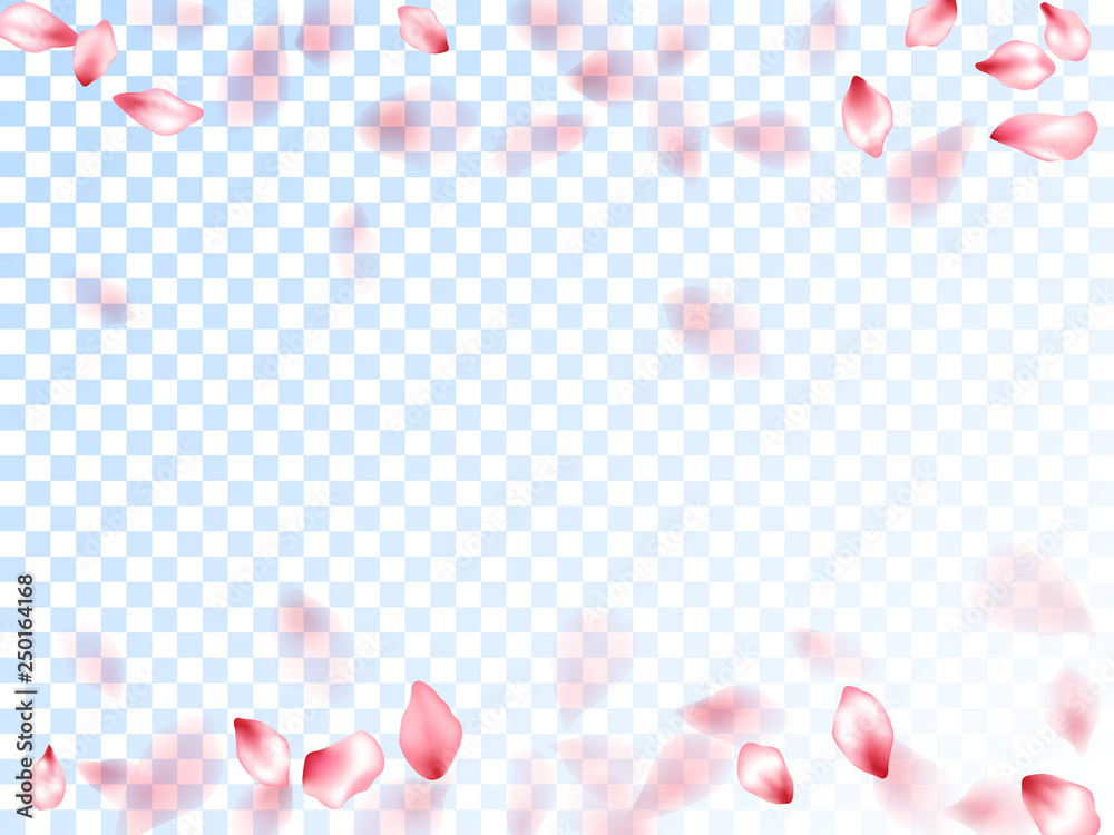 Japanese cherry petals on transparent background.