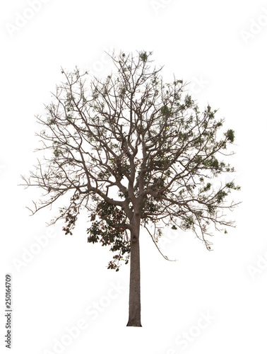 Deciduous tree isolated on white background.