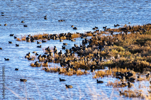 A group of American Coots on the shores of south San Francisco bay area, California