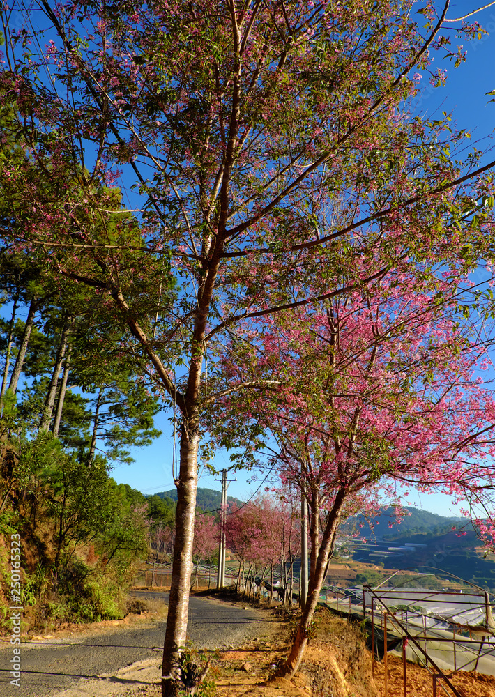 sakura blossom tree on small street under blue sky sakura blossom tree on small street under blue sky