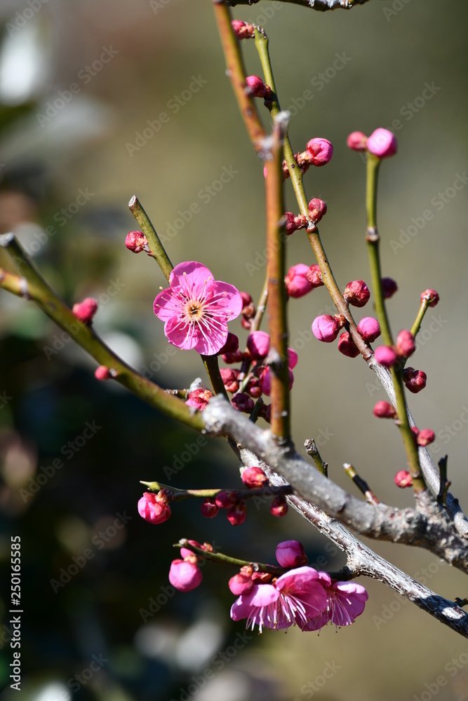 紅梅の花