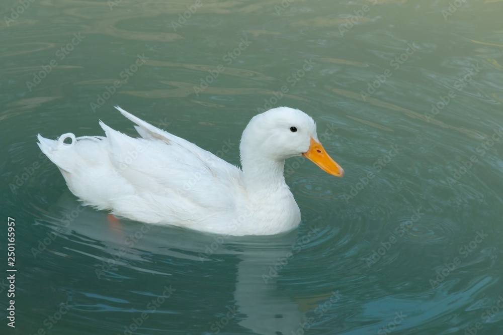 Duck floating in the pool and feel good in playing water.