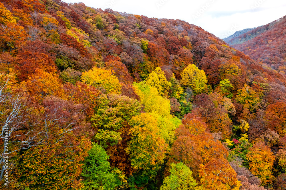 Colorful autumn trees landscape on the Shirakami mountainous range with red, orange, and golden foliage in Aomori Tohoku Japan, the Jogakura area near Jogakura bridge.