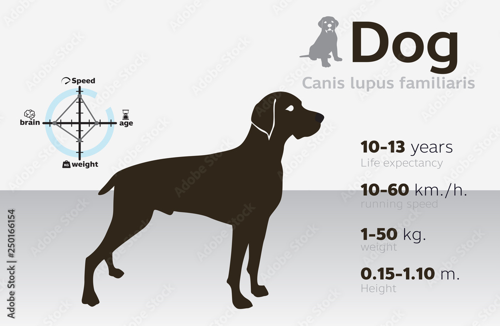 information illustration of dog on a background vector 10 information illustration of dog on a background vector 10