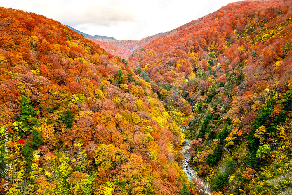 Top view colorful mountains range in autumn and river across mountains at Shirakami area with red, orange, and golden foliage in Aomori Tohoku Japan, the Jogakura area near Jogakura bridge.