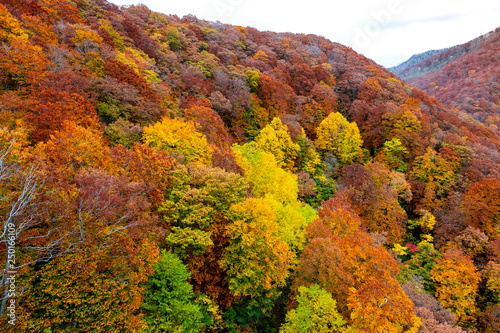 Colorful autumn trees landscape on the Shirakami mountainous range with red, orange, and golden foliage in Aomori Tohoku Japan, the Jogakura area near Jogakura bridge.