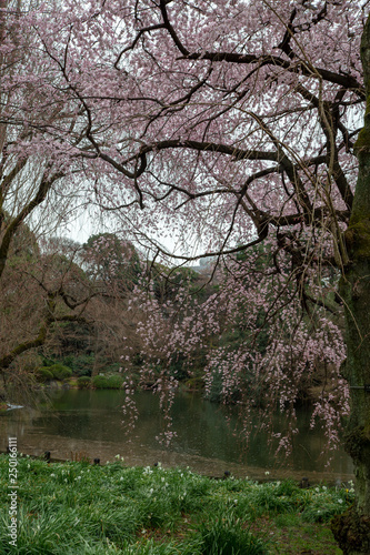Cherry blossom in Japan. Sakura flowers and trees closesup in Tokyo, Japan during Spring time © Akkharawit