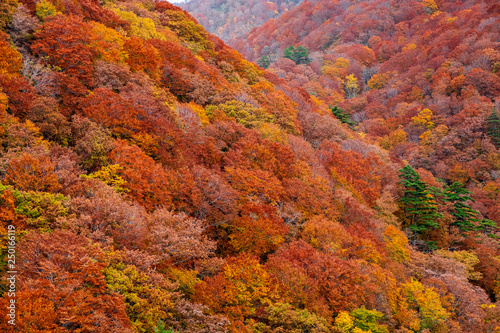 Colorful autumn trees landscape on the Shirakami mountainous range with red  orange  and golden foliage in Aomori Tohoku Japan  the Jogakura area near Jogakura bridge.