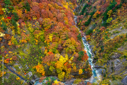 Top view colorful mountains range in autumn and river across mountains at Shirakami area with red  orange  and golden foliage in Aomori Tohoku Japan  the Jogakura area near Jogakura bridge.