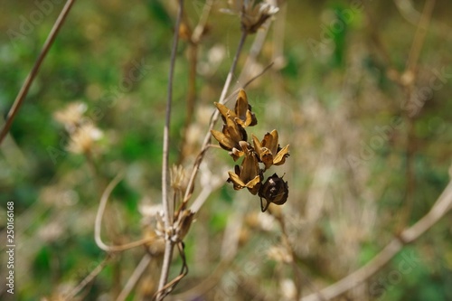 Brown dried flowers