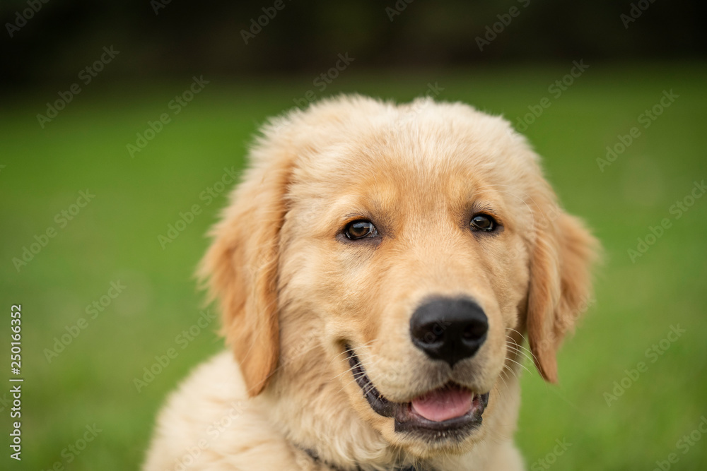 Golden retriever with grass background Golden retriever with grass background
