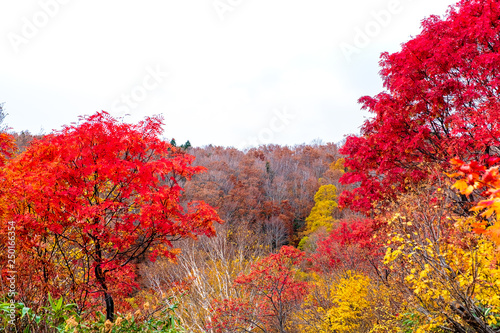 Colorful autumn trees on isolated white background, trees fallen in Forest Mountain turn brown in late autumn season, but some trees still colorful with red, orange, and golden in Aomori,Tohoku Japan. photo