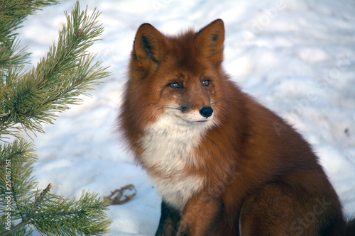 Foto Red fluffy fox in a snowy forest among pines