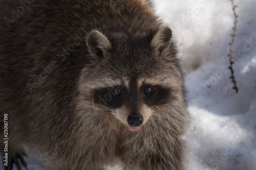 Funny and cute little raccoon. Portrait.