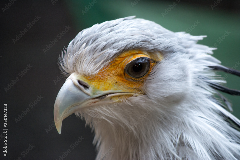 Bird secretary with huge eyelashes. Sagittarius serpentarius. Close Up Portrait Bird secretary with huge eyelashes. Sagittarius serpentarius. Close Up Portrait