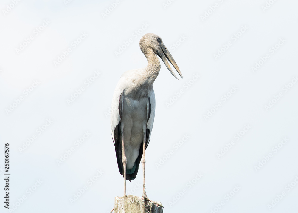 Asian openbill, Anastomus oscitans Asian openbill, Anastomus oscitans
