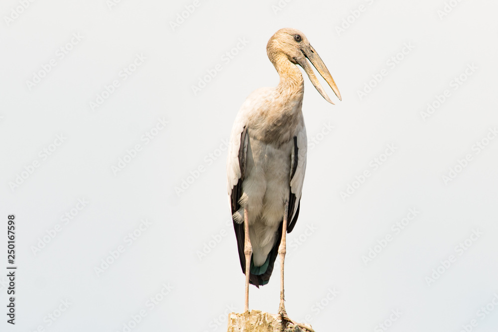 Asian openbill, Anastomus oscitans Asian openbill, Anastomus oscitans