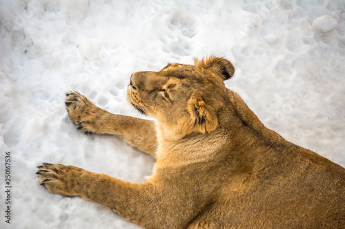 The lioness lies on the snow