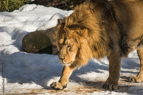 Lion walksa in the snow