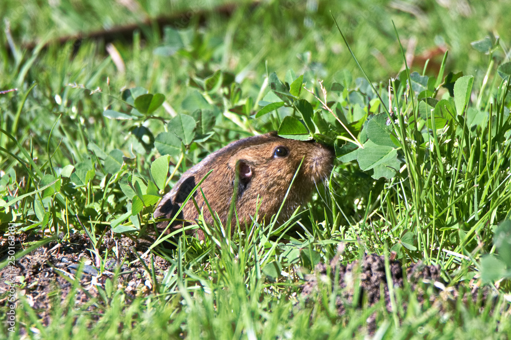 Obraz premium Gopher