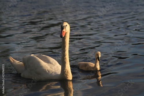 Swan and Baby