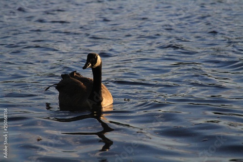 Goose Swimming