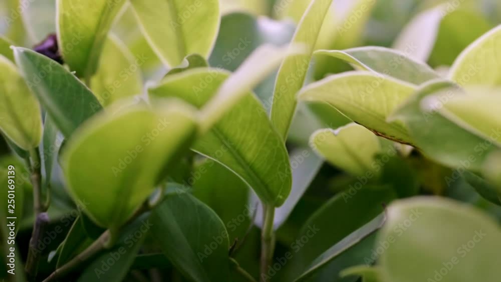 Green leaf with space use for design concept takes with soft focus and closeup in nature view on blurred greenery background in the garden. Green leaf with space use for design concept takes with soft focus and closeup in nature view on blurred greenery background in the garden.