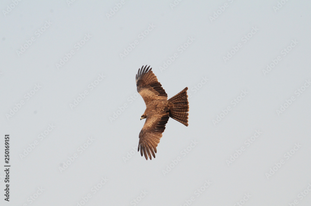 Fototapeta premium White eyed buzzard