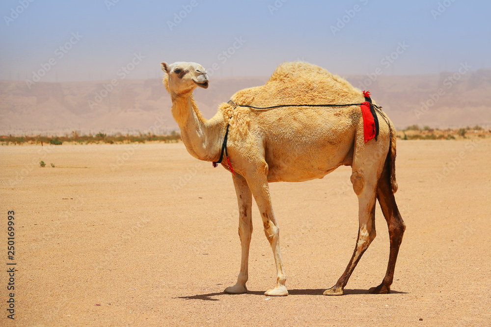 Fototapeta premium Dromedary or Arabian camel 