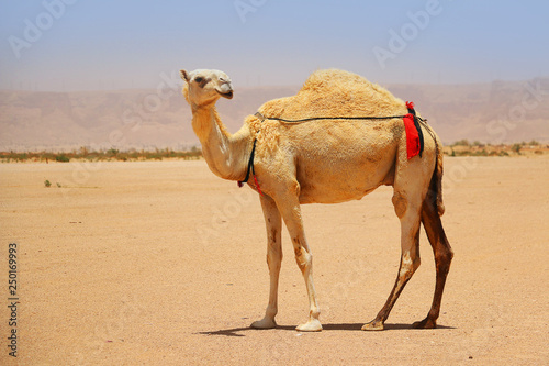 Dromedary or Arabian camel 