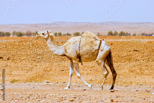 Arabian or Dromedary Camel walking alone in the desert