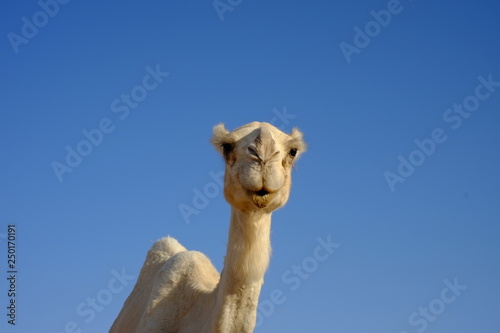Face of a dromedary or arabian camel
