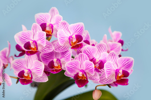 Beautiful pink orchid closeup.