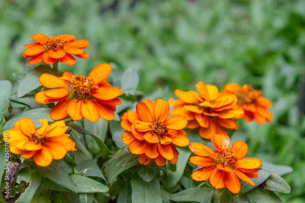 Fototapeta premium Close up group of orange flowers and leaves in colorful tone.