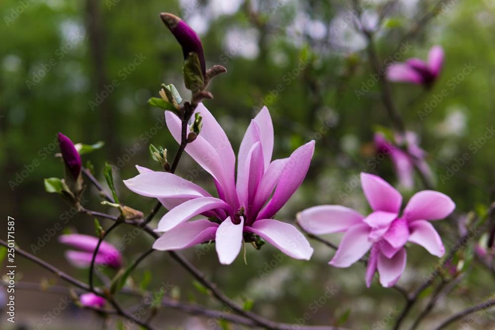 Pink magnolia on green background Pink magnolia on green background
