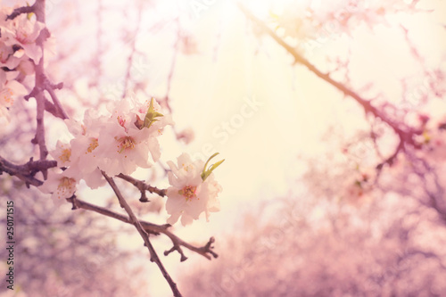 background of spring almond blossoms tree. selective focus © tomertu