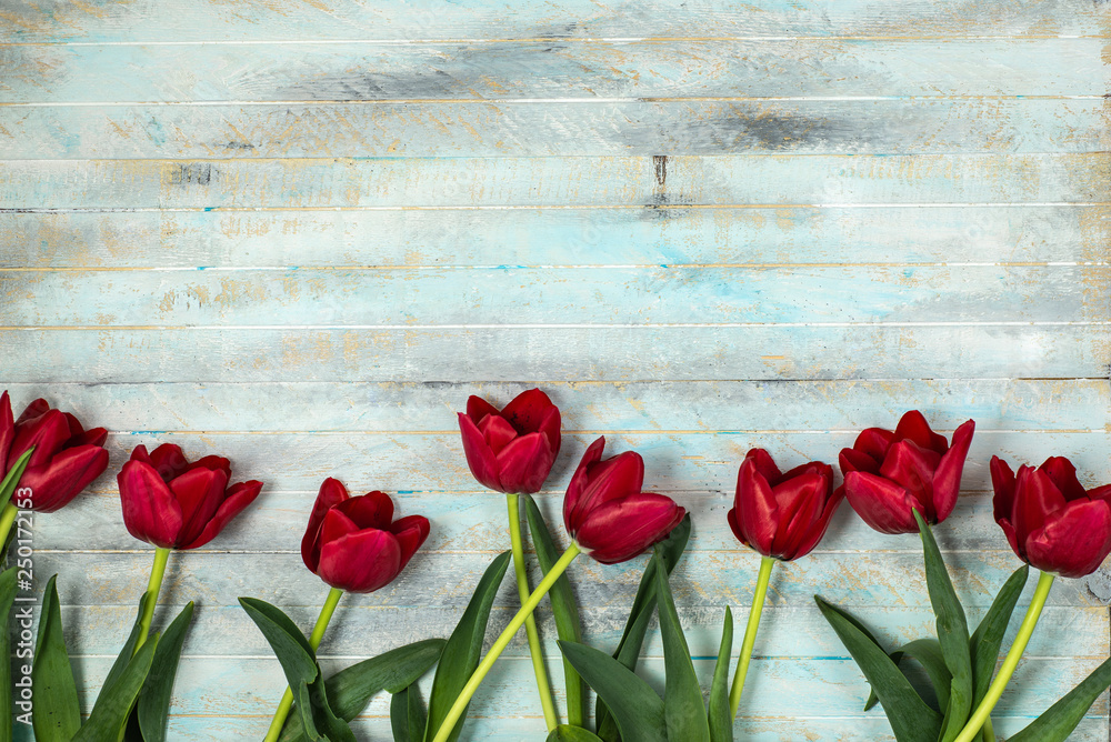 red tulips on blue background with copy space , flat lay , top view , international women day concept red tulips on blue background with copy space , flat lay , top view , international women day concept