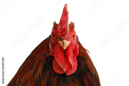 Head of a rooster closeup on a white background. Fototapete