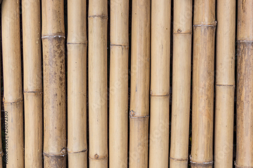 Close Up Detail of Bamboo texture and pattern.