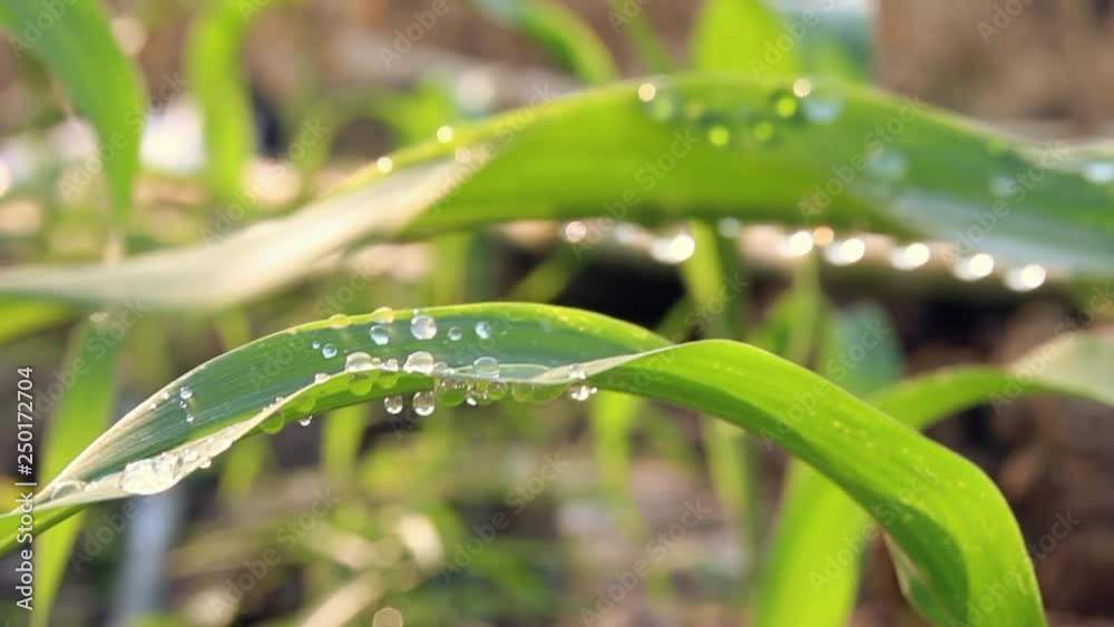Depth of Field Drops of water on the leaves Depth of Field Drops of water on the leaves