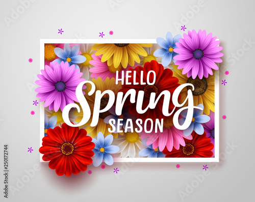 Hello spring vector greeting design. Hello spring season text with colorful daisy and chrysanthemum flowers in white frame background. Vector illustration.