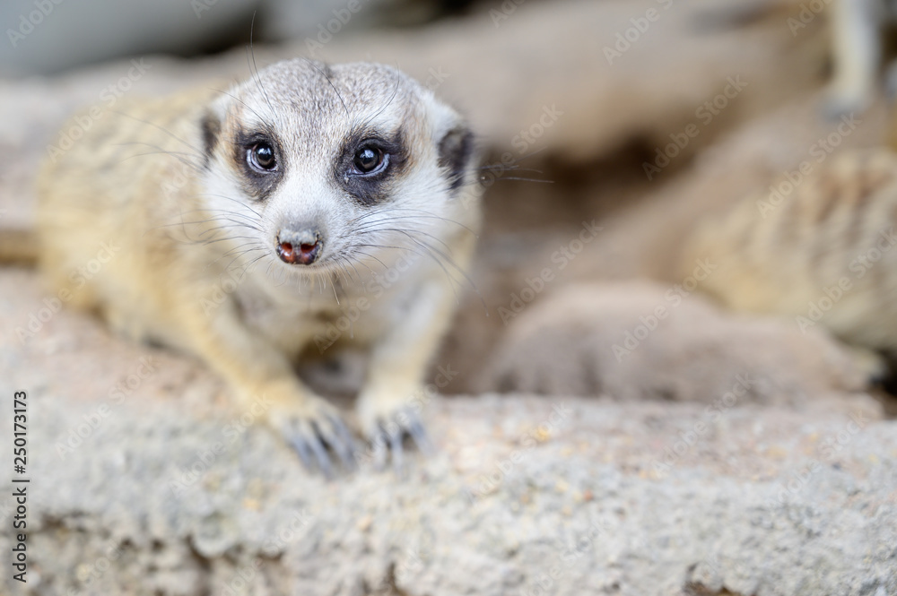 Fototapeta premium Close up meerkat at the national park.